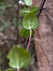 Ageratina gracilis