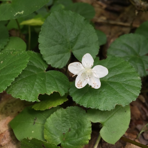 Rubus repens