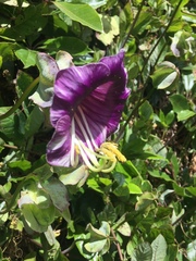 Cobaea scandens