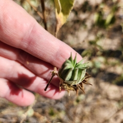 Abutilon californicum