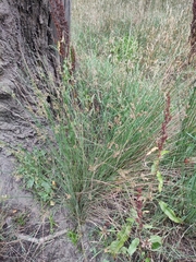 Juncus usitatus
