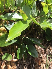 Cobaea scandens