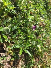 Cobaea scandens