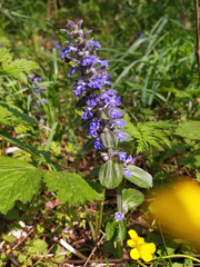 Ajuga reptans