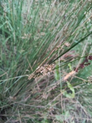 Juncus usitatus