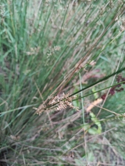 Juncus usitatus