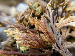 Selaginella ribae