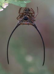 Macracantha arcuata