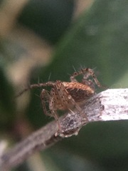 Oxyopes aglossus