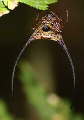 Macracantha arcuata
