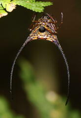 Macracantha arcuata