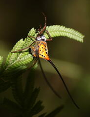 Macracantha arcuata