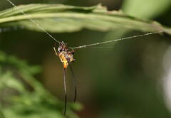Macracantha arcuata