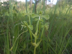 Habenaria gonatosiphon