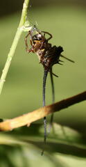 Macracantha arcuata