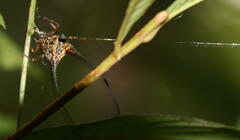 Macracantha arcuata