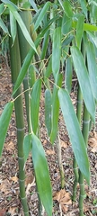 Phyllostachys aureosulcata
