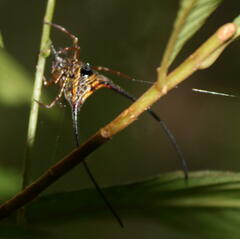 Macracantha arcuata