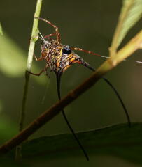 Macracantha arcuata