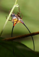 Macracantha arcuata