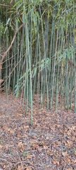 Phyllostachys aureosulcata