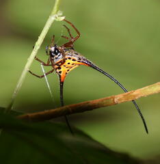 Macracantha arcuata