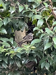 Zonotrichia leucophrys