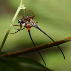 Macracantha arcuata