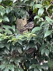 Zonotrichia leucophrys