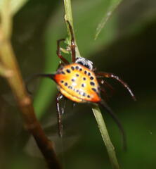 Macracantha arcuata