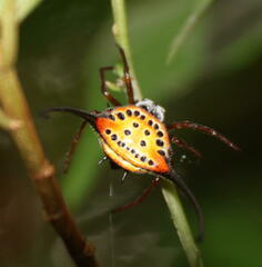 Macracantha arcuata