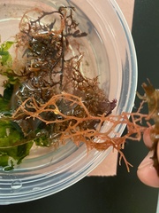 Microcladia coulteri