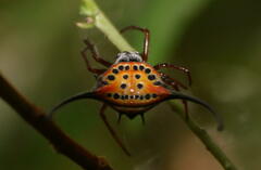 Macracantha arcuata