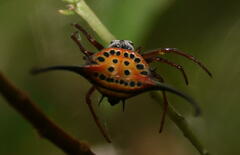 Macracantha arcuata