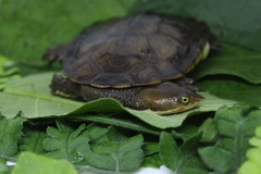 Hydromedusa maximiliani