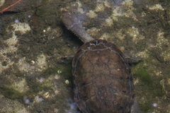 Hydromedusa maximiliani