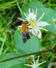 Pterallastes thoracicus