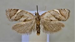 Ecclitica torogramma