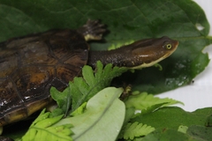 Hydromedusa maximiliani