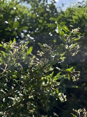 Cestrum buxifolium