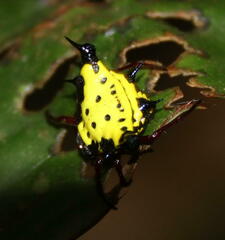 Gasteracanthinae