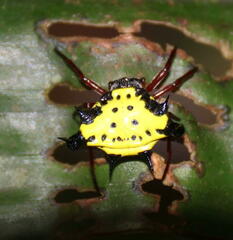 Gasteracanthinae