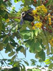 Neoxylocopa