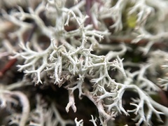 Cladonia rangiferina