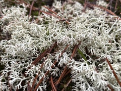 Cladonia rangiferina