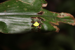 Gasteracanthinae