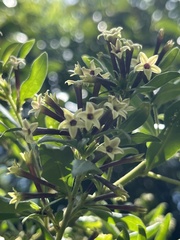 Cestrum buxifolium