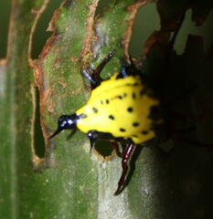 Gasteracanthinae