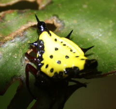 Gasteracanthinae