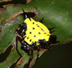 Gasteracanthinae